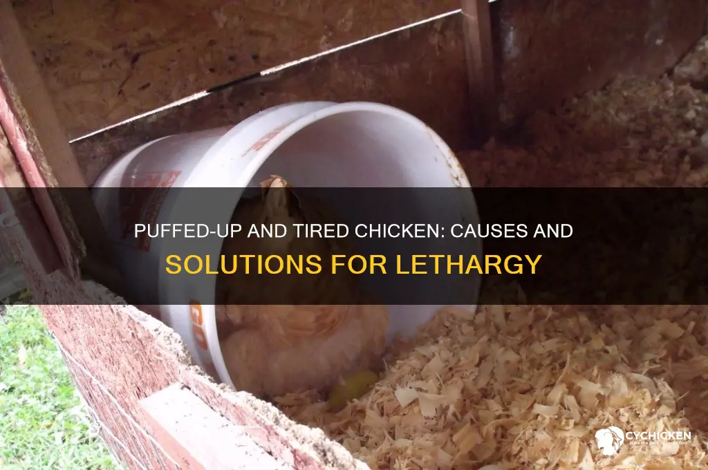 why is my chicken puffed up and lethargic