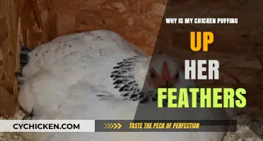 Why Is My Chicken Puffing Up Her Feathers? Causes and Solutions