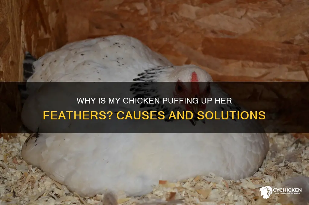 why is my chicken puffing up her feathers