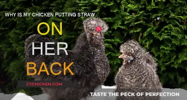 Chicken's Straw-Carrying Behavior Explained