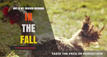 Why Chickens Shed in Fall: Understanding Seasonal Feather Molting