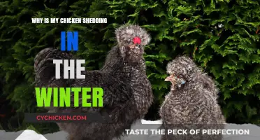 Winter Chicken Shedding: Causes and Solutions for Healthy Feathers
