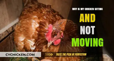 Why Is My Chicken Sitting Still? Causes and Solutions Explained
