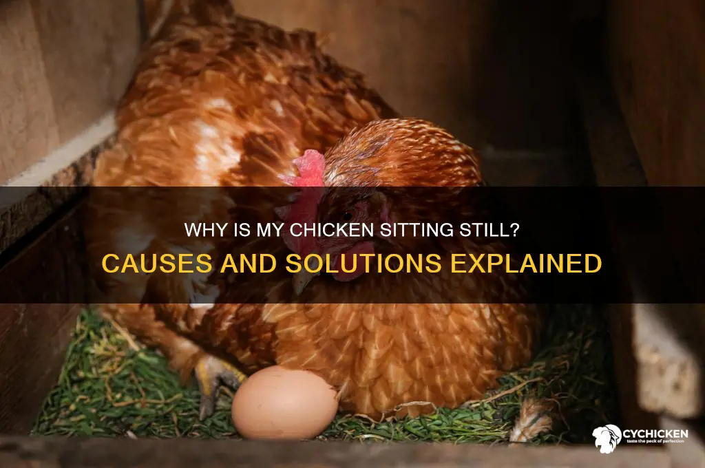 why is my chicken sitting and not moving