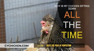 What's Wrong with My Chicken?