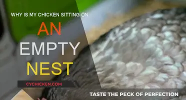 Understanding Broody Hens: Why They Sit on Empty Nests