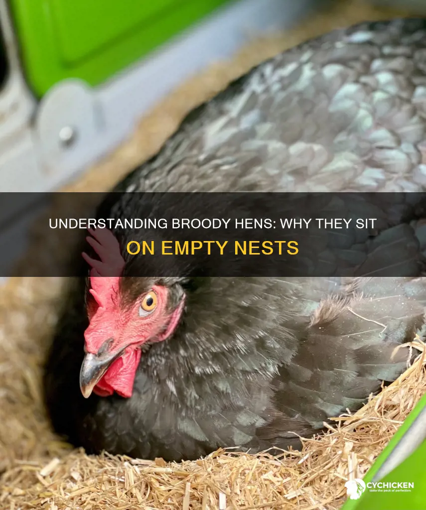 why is my chicken sitting on an empty nest