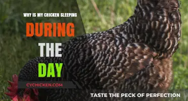 Why Is My Chicken Sleeping During the Day? Causes and Solutions