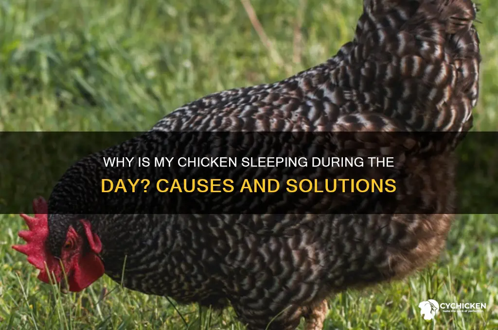 why is my chicken sleeping during the day