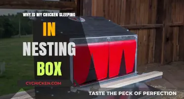Why Your Chicken Sleeps in the Nesting Box: Causes & Solutions