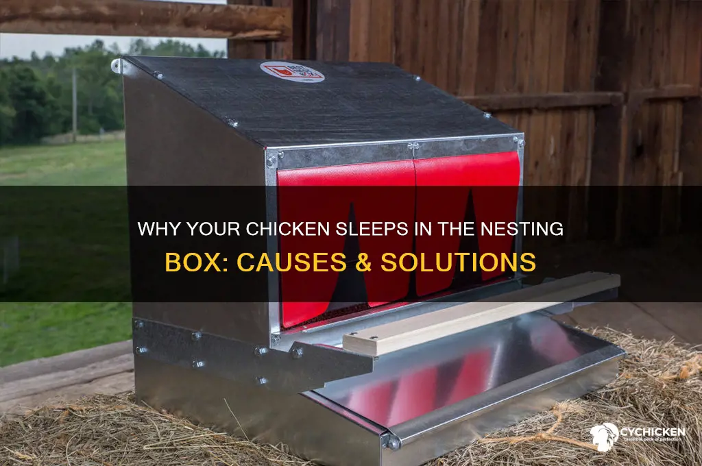 why is my chicken sleeping in nesting box
