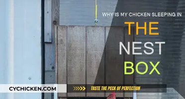 Chicken Sleeping in Nest Box: Why It's a Concern