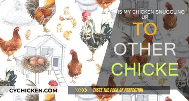 How Chickens Snuggle and Why They Do It
