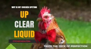 Why Is My Chicken Spitting Up Clear Liquid? Causes and Solutions