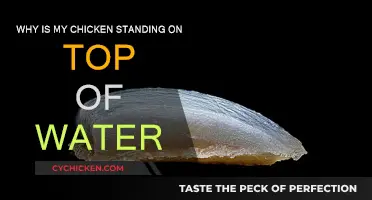 Standing Chickens: Why Do They Perch on Water?
