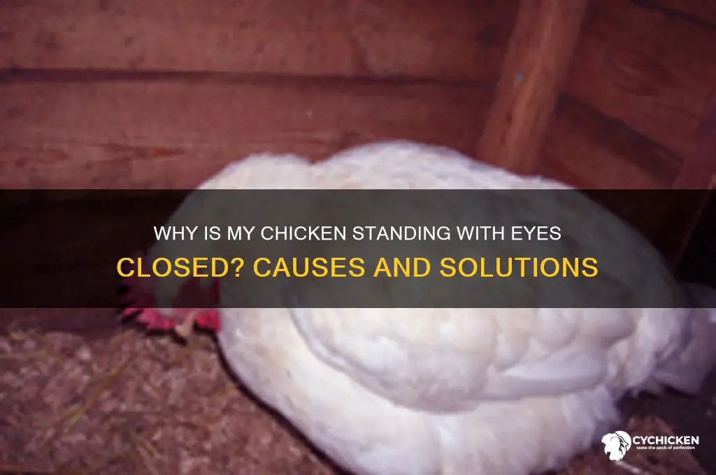 why is my chicken standing with eyes closed