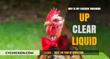 Why Is My Chicken Throwing Up Clear Liquid? Causes & Solutions
