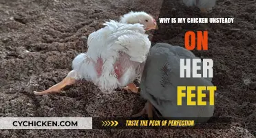 Why Is My Chicken Unsteady? Causes and Solutions for Wobbly Birds