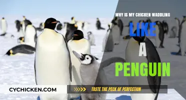 Why Is My Chicken Waddling Like a Penguin?