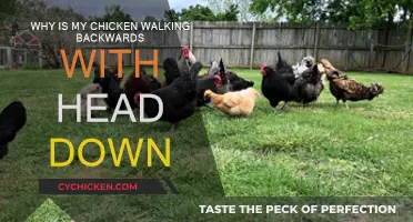 What's Wrong with My Chicken?