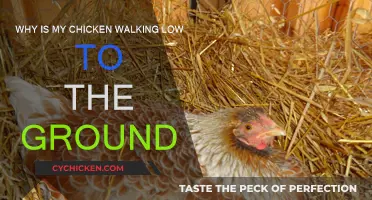 Strange Chicken Behavior: Walking Low to the Ground, Why?