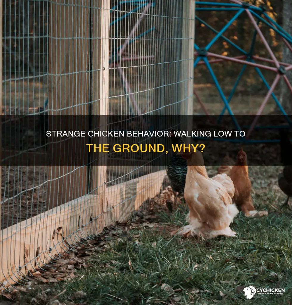 why is my chicken walking low to the ground