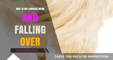 Weak and Wobbly Chicken: Causes and Solutions for Unsteady Poultry