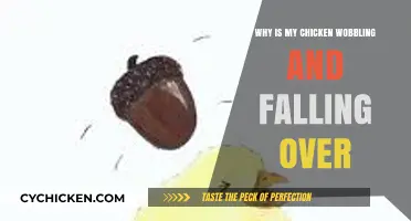 Chicken Wobbling and Falling Over: Causes and Solutions Explained