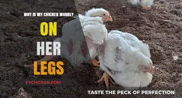Why Is My Chicken Wobbly? Causes and Solutions for Leg Weakness