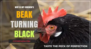 Why Is My Chicken's Beak Turning Black? Causes and Solutions