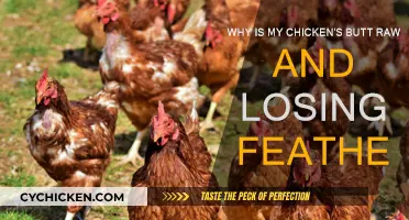 Chicken Butt Care: Raw Skin and Feather Loss