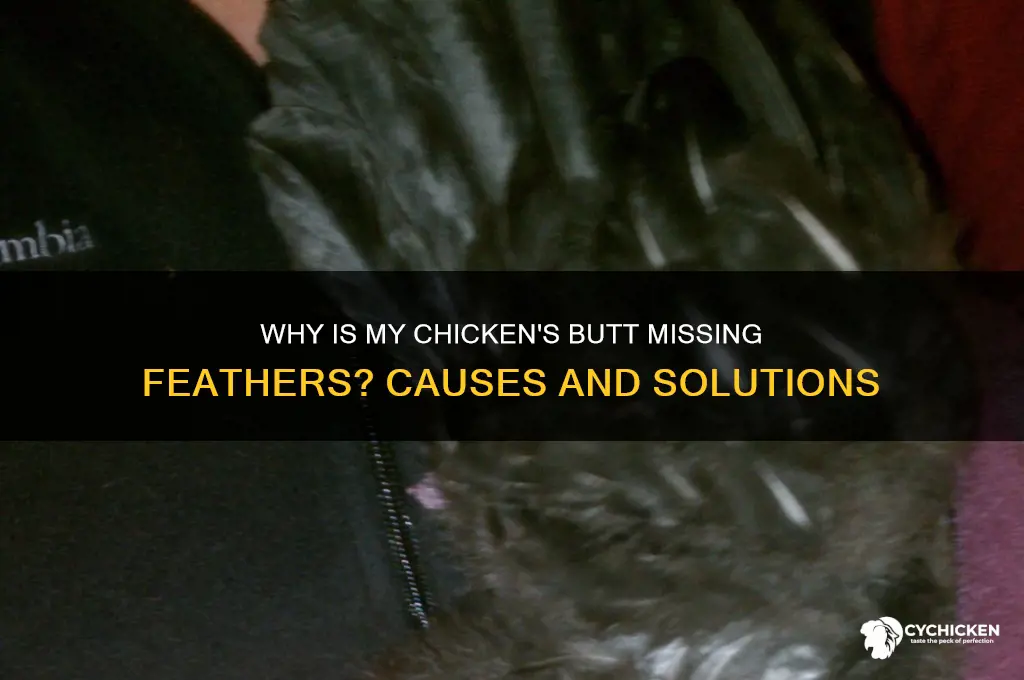 why is my chicken