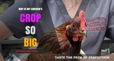 Understanding Your Chicken's Enlarged Crop: Causes and Solutions