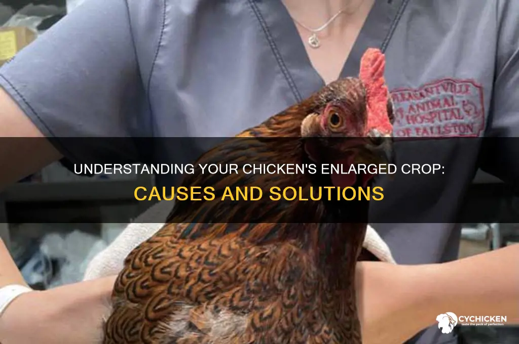why is my chicken