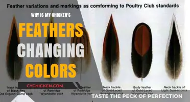 Why Your Chicken's Feathers Are Changing Colors: Causes Explained