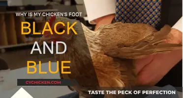 Chicken Feet: Black and Blue, What to Do?