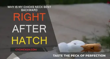 Neck Issues in Newly Hatched Chicks: Bent Backward