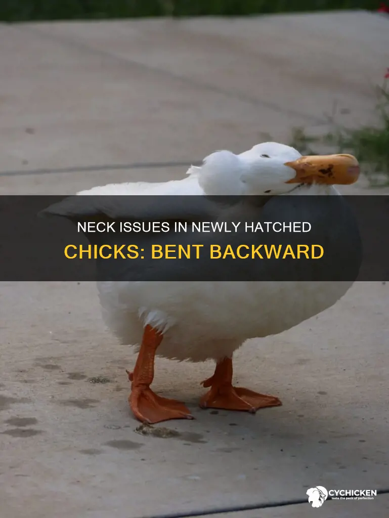 why is my chicks neck bent backward right after hatch