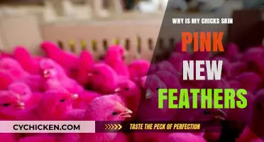 Why Are My Chick's Skin and New Feathers Pink?