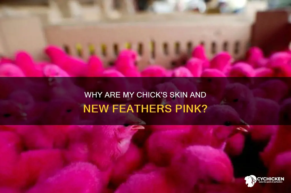 why is my chicks skin pink new feathers