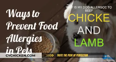 Understanding Meat Allergies in Dogs
