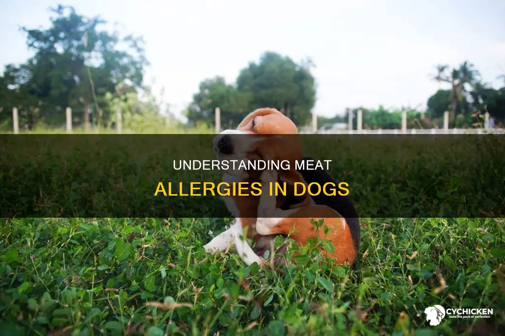 why is my dog allergoc to beef chicken and lamb