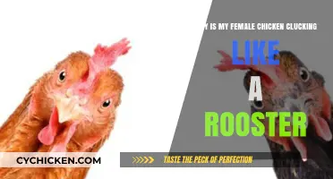 Why Is My Hen Clucking Like a Rooster?