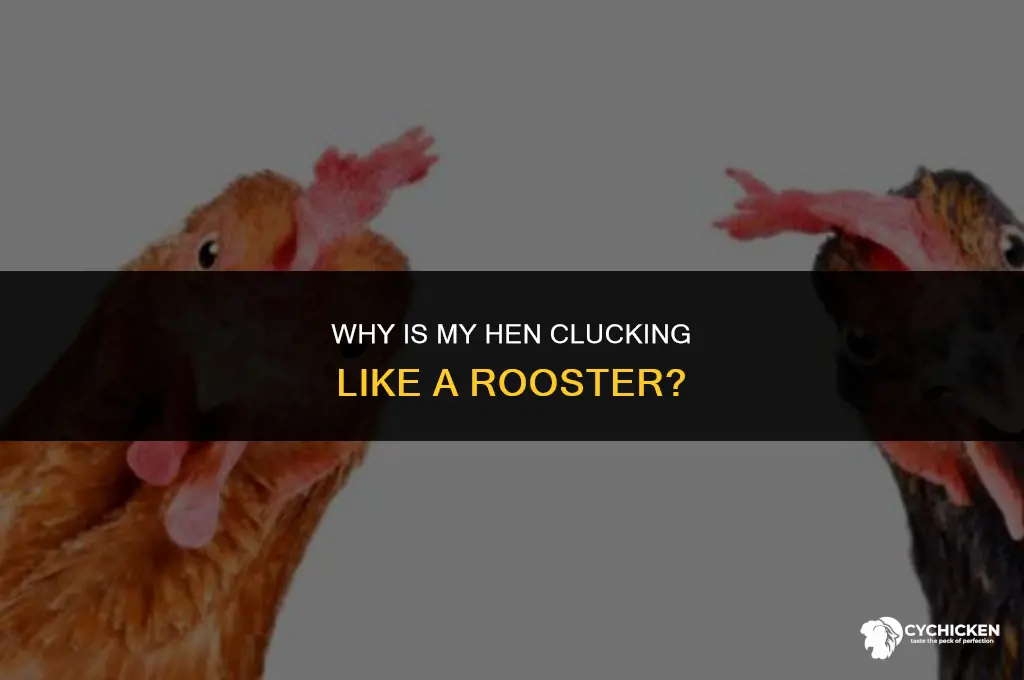 why is my female chicken clucking like a rooster