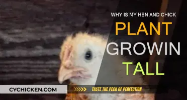 Hen and Chick Plant Growing Tall: What's the Reason?