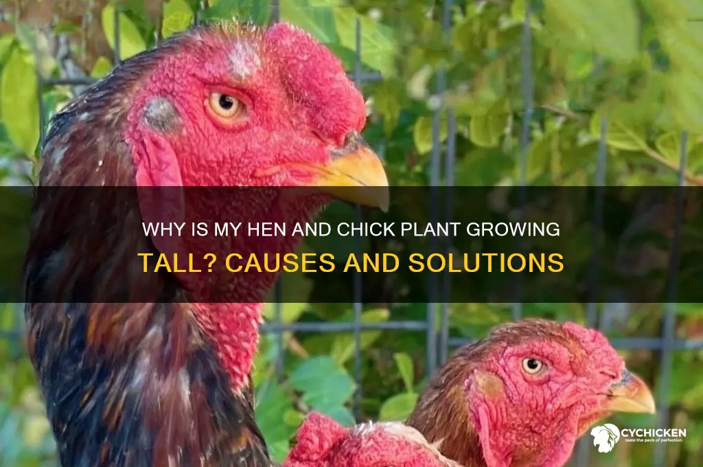why is my hen and chick plant tall