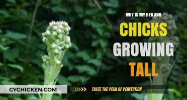 Why Hen and Chicks Grow Tall: Causes and Solutions