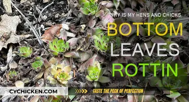 Rotting Bottom Leaves: Saving Your Hens and Chicks