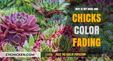 Why Are My Hens and Chicks Losing Their Vibrant Color?
