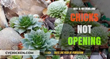 Troubleshooting Hens and Chicks: Why Your Succulent Isn't Opening